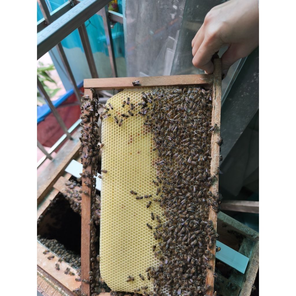 2 lạng khuy gắn cầu gỗ - Ảnh 3